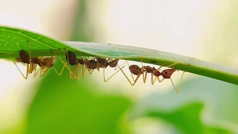 Weaver Ants Walking Under Green Leaf Macro Slow Motion 4K Wildlife Video Stock Footage 345918399