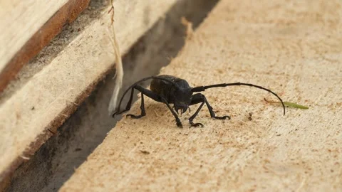 Weaver Beetle Stock Footage 330360967