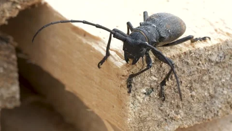 Weaver Beetle Stock Footage 331947358