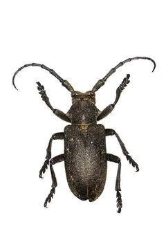 Weaver Beetle (Lamia textor) a 50 years old specimen from beetle collection. Foto stock
