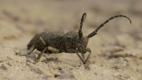Weaver beetle Lamia textor with long horn, macro summer daylight Stock Footage 204774739