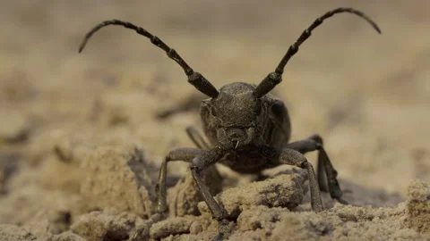Weaver beetle Lamia textor with long horn, macro summer daylight Stock Footage 204928121