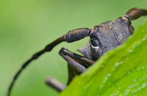 Weaver beetle (lamia textor) Stock Photos