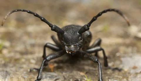 Weaver beetle, Lamia textor Foto stock