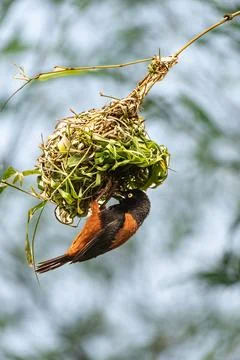 Weaver bird-17 Foto stock