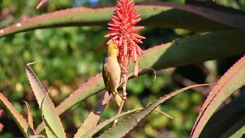 Weaver bird on a aloe Stock Footage 339144643