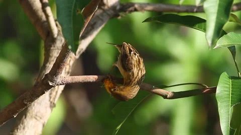 Weaver Bird Breakfast 2 Stock Footage 46051384
