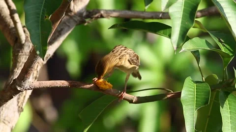 Weaver Bird Breakfast 3 Stock Footage 46053047