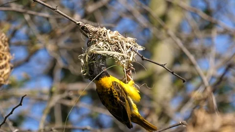 Weaver Bird building nest Stock Footage 125184821
