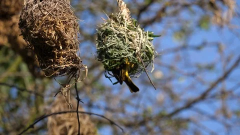 Weaver Bird building Nest. Stock Footage 125192838