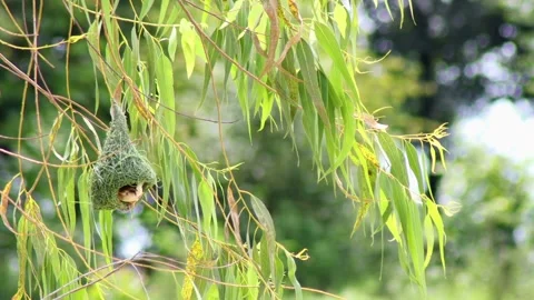 Weaver bird building a new nest on a tree in the forest, nesting, building a she Stock Footage 344833937