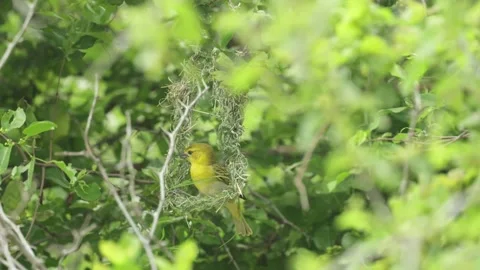 A weaver bird carefully builds its nest among lush green summer vegetation in Video stock 336396818
