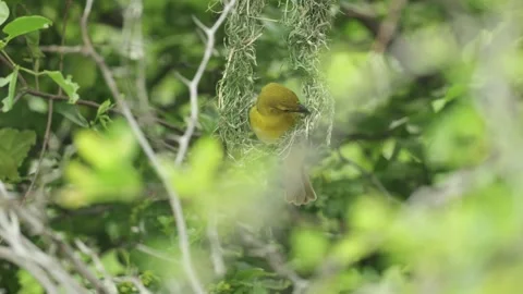 A weaver bird carefully builds its nest among lush green summer vegetation in Video stock 336399082