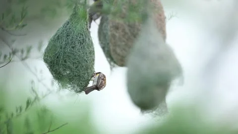 Weaver bird closely seen constructing intricate nest with grass fibers Stock Footage 317596196