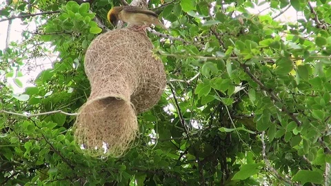 Weaver Bird Co-Operation 動画素材 103137860