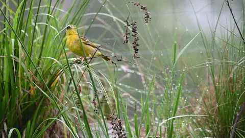 Weaver bird collecting grass Stock Footage 320456002
