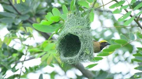 Weaver Bird Constructing Nest with Twigs Stock Footage 304102977