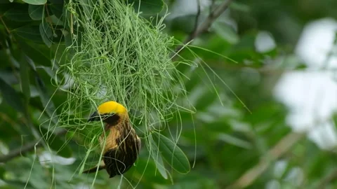 Weaver Bird Constructing Nest with Twigs Stock Footage 304111862