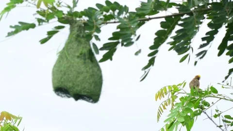 Weaver Bird Constructing Nest with Twigs Stock Footage 304192898
