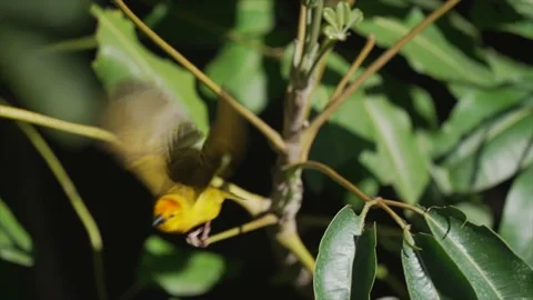 Weaver bird flies off slow motion Stock Footage 150907724