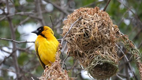 Weaver Bird Stock Footage 125499688