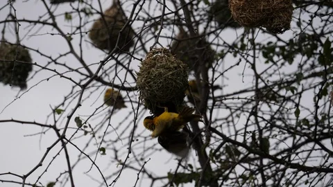 Weaver Bird Video stock 125499851