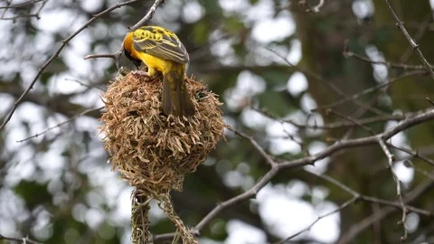 Weaver Bird Video stock 125500021