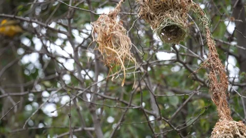 Weaver Bird Video stock 125500208