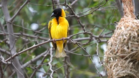 Weaver Bird Video stock 125500252