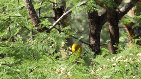 Weaver Bird Video stock 125512086