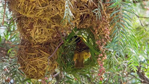 Weaver Bird Masterfully Constructs a Nest in Lush Greenery Stock Footage 331975350
