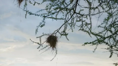 Weaver bird nest hanging on a tree branch in Africa safari in Tanzania 스톡 동영상 307720698