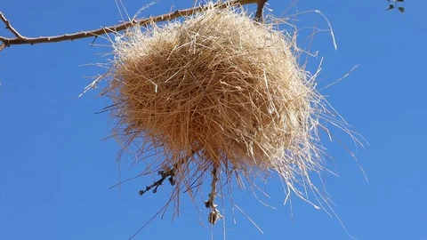 Weaver Bird nest on a tree branch in arid desert landscape of Southern Namibia Stock Footage 102732609