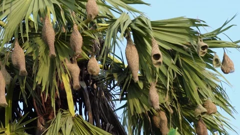 Weaver bird nests Stock-Footage 344818113