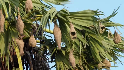 Weaver bird nests Stock Footage 344825142