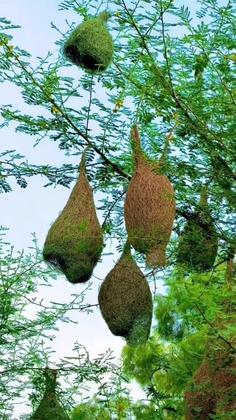 Weaver bird nests hanging from a green tree branch against blue sky 스톡 동영상 344785087