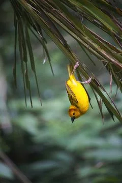 A weaver bird perched upside down on a branch. Stock Photos