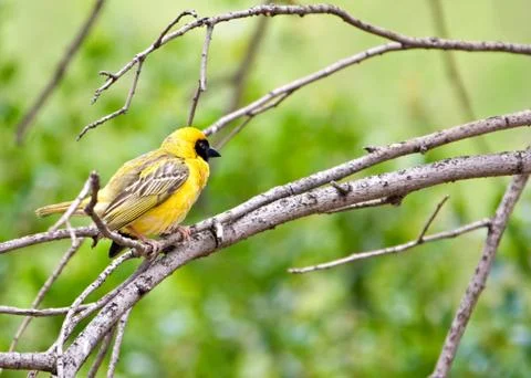 Weaver bird Stock Photos