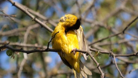 Weaver Bird sitting on a branch Stock Footage 125188217