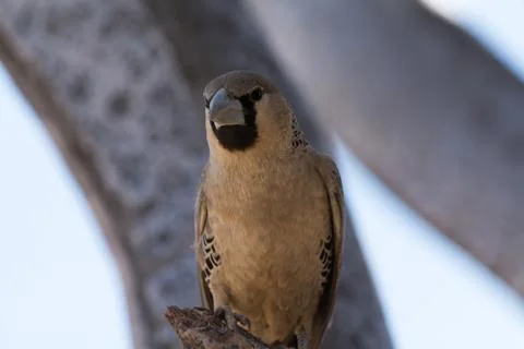 Weaver bird in the trees Stock Photos