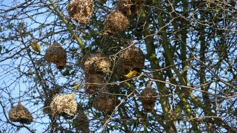 Weaver Birds building nests Stock Footage 125156701