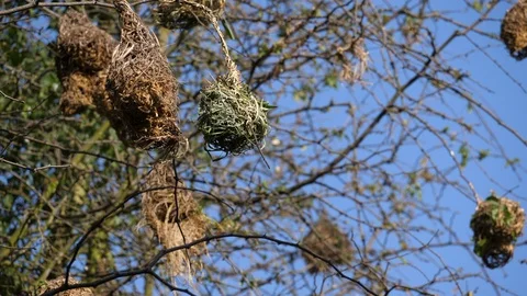 Weaver Birds building Nests Stock Footage 125182780