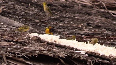 Weaver birds feeding on rice Stock Footage 81531900