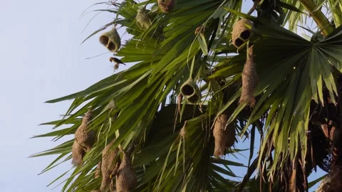 Weaver birds Video stock 344824991