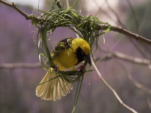 Weaver building nest Stock Footage 12382953