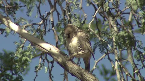 Weaver cleaning itself Stock Footage 16461242