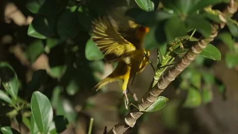 Weaver flies off with nesting grass slow motion Stock Footage 151294999
