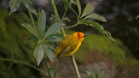 Weaver flies off slow motion over water Stock Footage 151295002