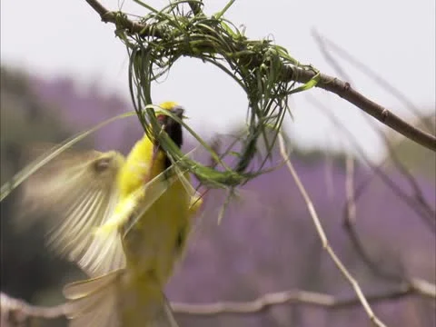Weaver flys in to build nest Vídeos de archivo 12384219