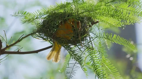 Weaver inside nest weaving Video stock 158460579